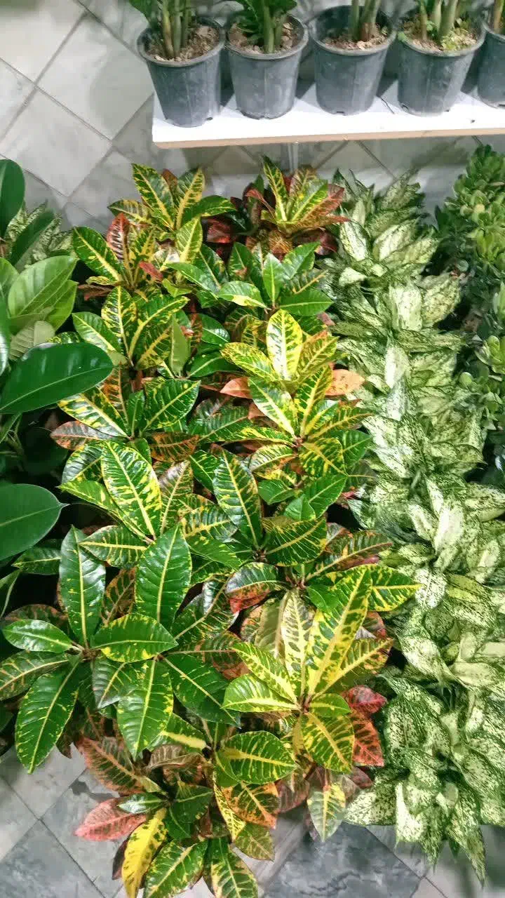 گل طبیعی|گل و گیاه طبیعی|شازند, |دیوار