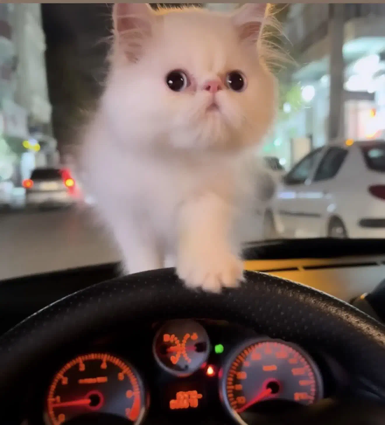 واگذاری گربه پرشین سوپرفلت|گربه|ارومیه, |دیوار