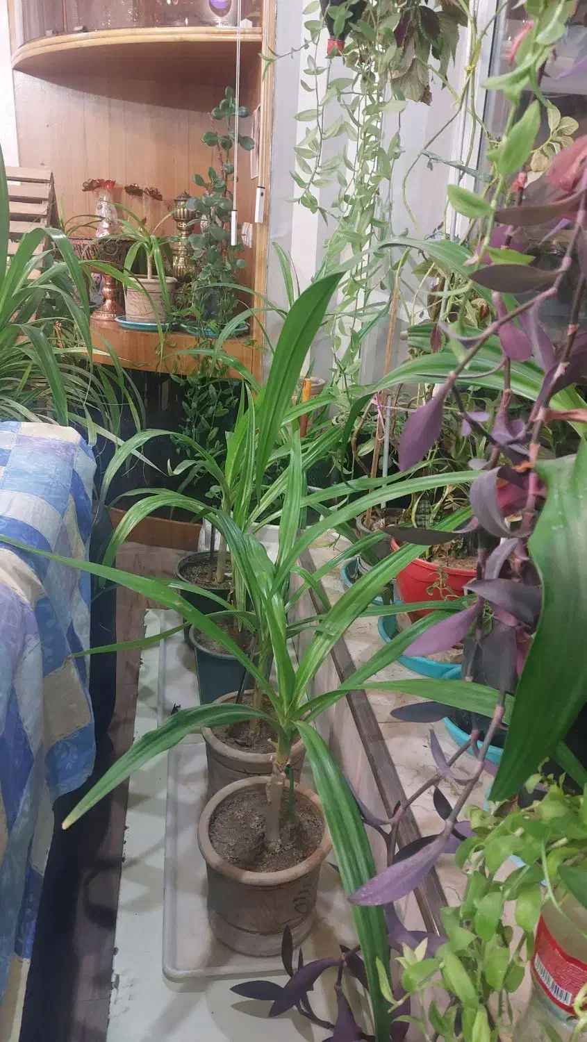 فروش فروش|گل و گیاه طبیعی|ابریشم, |دیوار