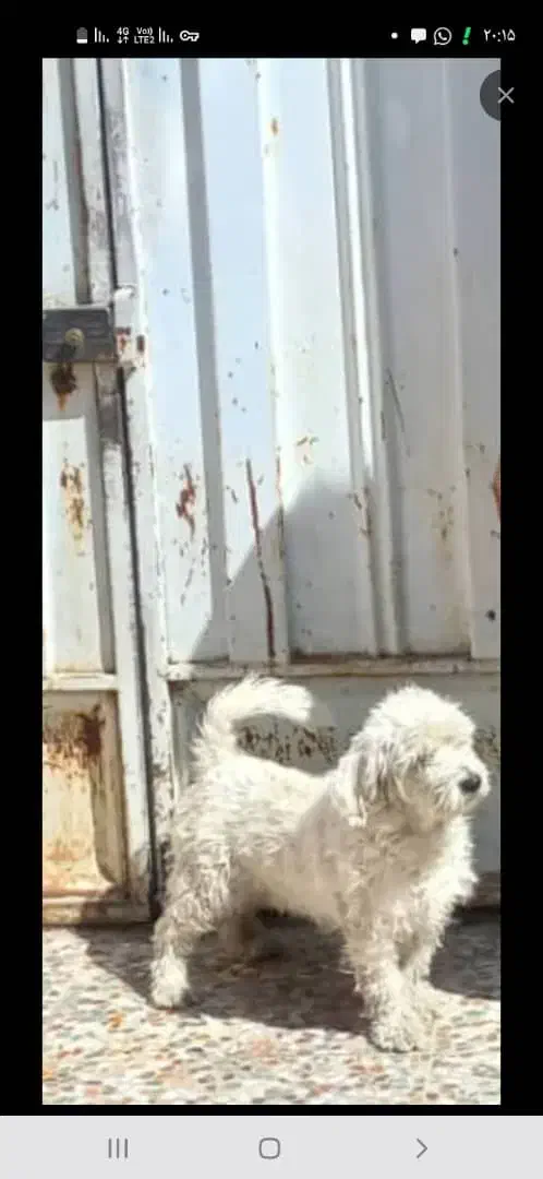 سگ‌دور رگ شیتزو تریر|سگ|شوشتر, |دیوار