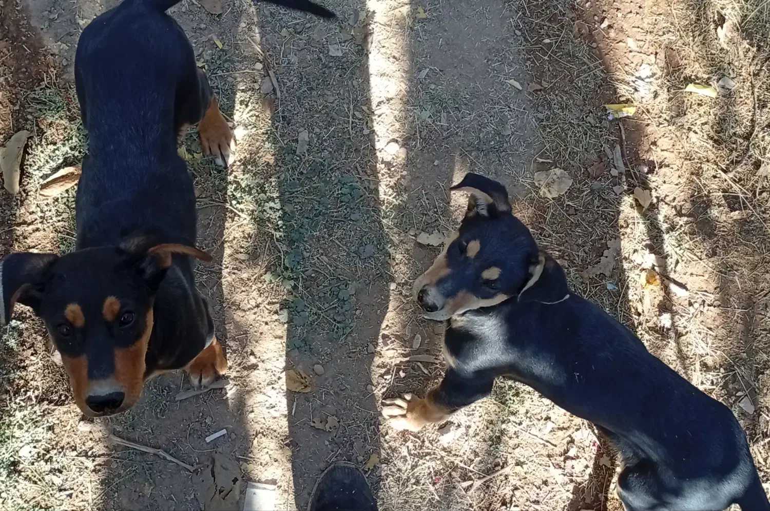 فروش توله ۳ ماهه سگ دوبرمن نگهبان|سگ|باغ صفا, |دیوار