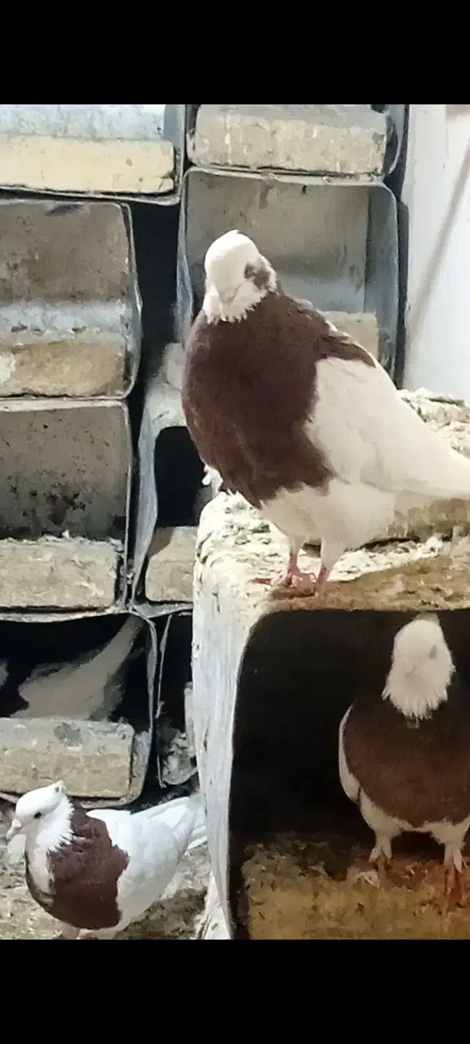 تعدادی کفتر طوقی فروشی|پرنده|سبزوار, شهرک ابوذر|دیوار