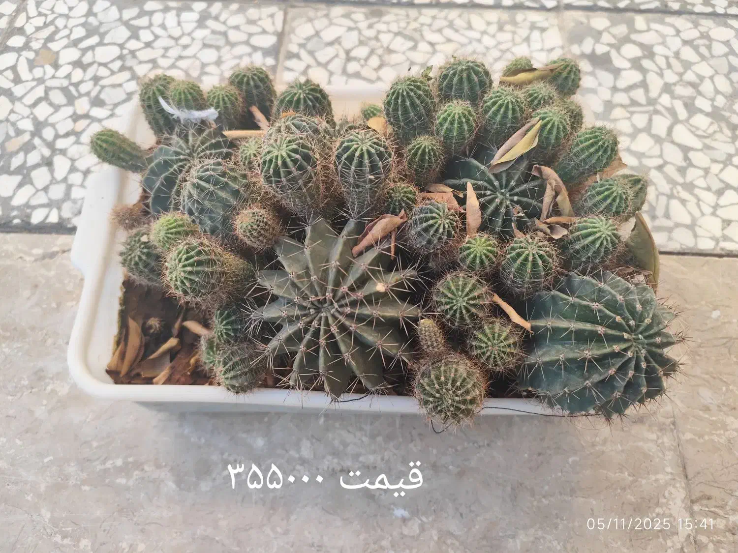 کاکتوس|گل و گیاه طبیعی|شیراز, کرونی(خاتونک)|دیوار