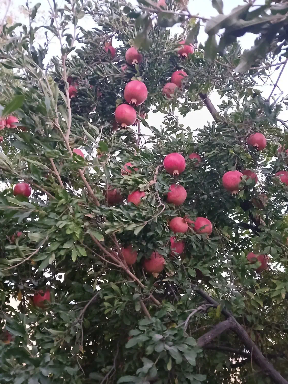 اجاره باغ انار|اجارهٔ کوتاه‌مدت ویلا و باغ|فیروزآباد (فارس), |دیوار