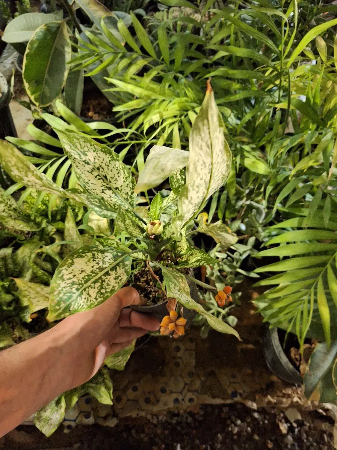 گل اپارتمانی سایه دوست شمادورا|خدمات باغبانی و درختکاری|فلاورجان, |دیوار