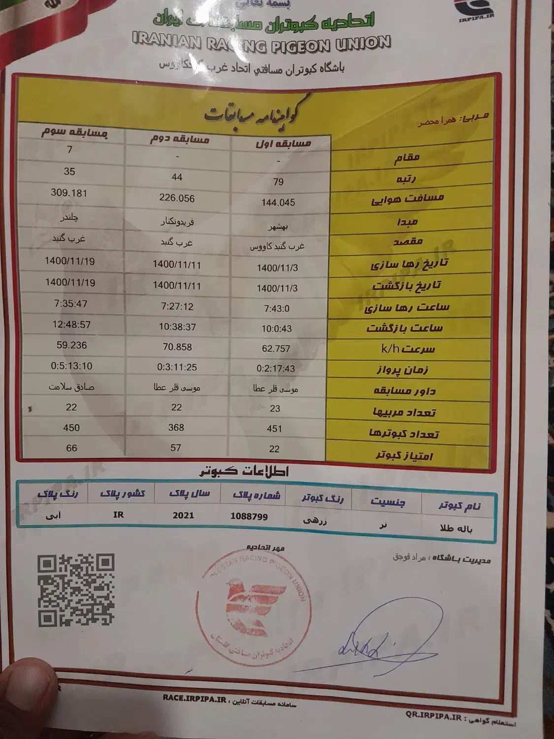 کفتر پلاکی|پرنده|تربت‌حیدریه, شهید بهشتی|دیوار