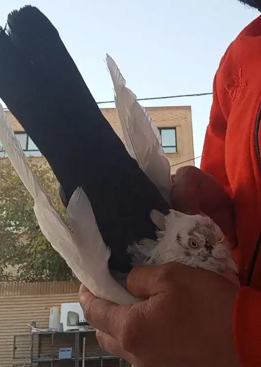 کبوتر دمبی|پرنده|شاهینشهر, شهرک گلدیس|دیوار