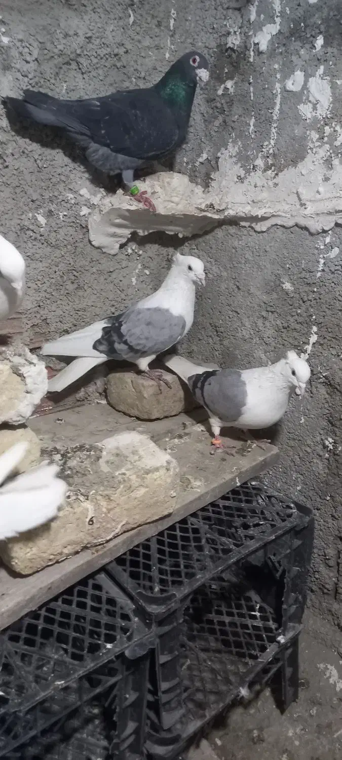 یکجفت پشت چاهی|پرنده|بجنورد, |دیوار