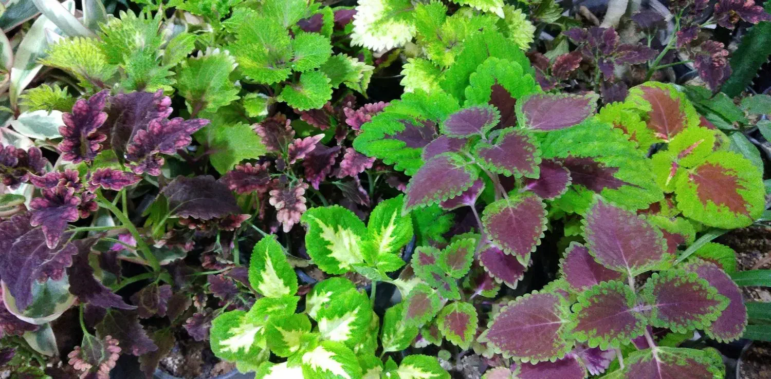 گل آپارتمانی آدنیوم حسن یوسوف پسونیا قاشقی شرابی|گل و گیاه طبیعی|شیراز, شیخ علی چوپان|دیوار