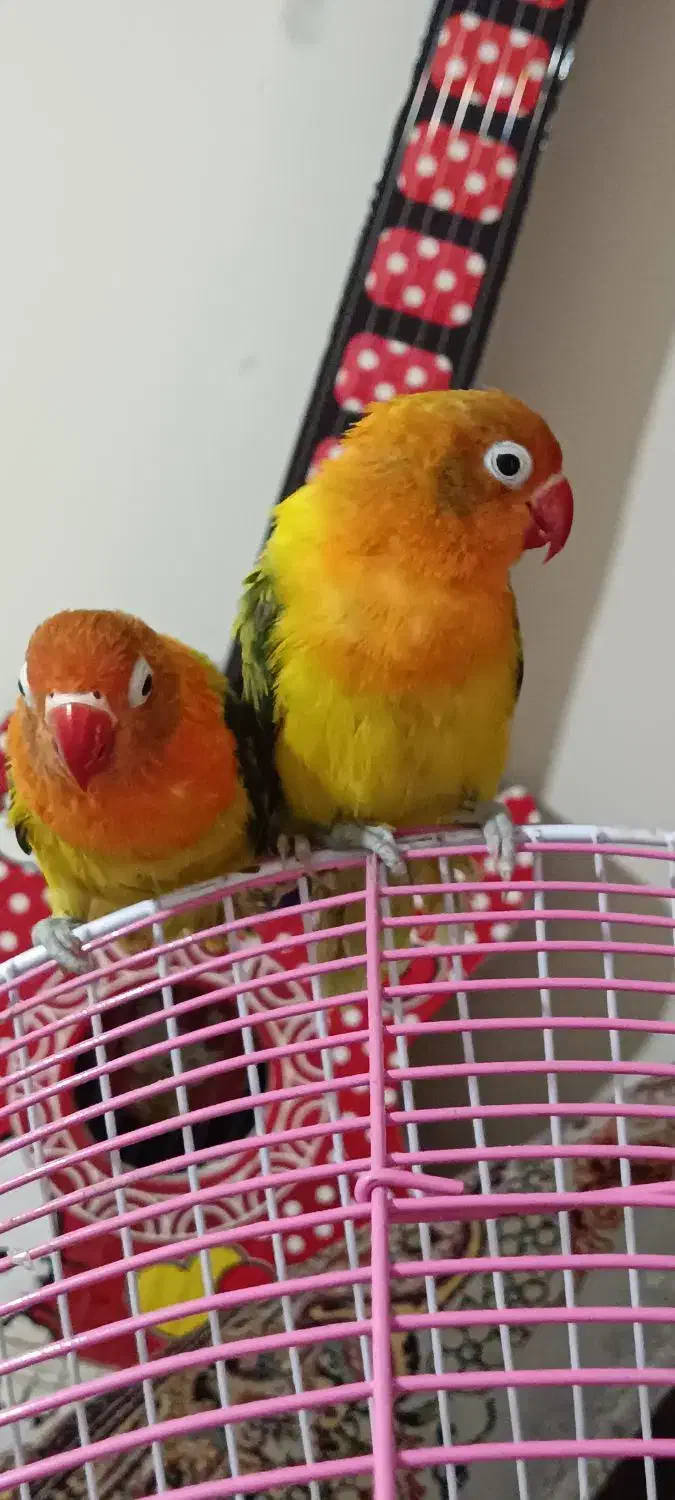 طوطی برزیلی یوینگ گلد ۳عدد ماده|پرنده|ری, دولت‌آباد|دیوار