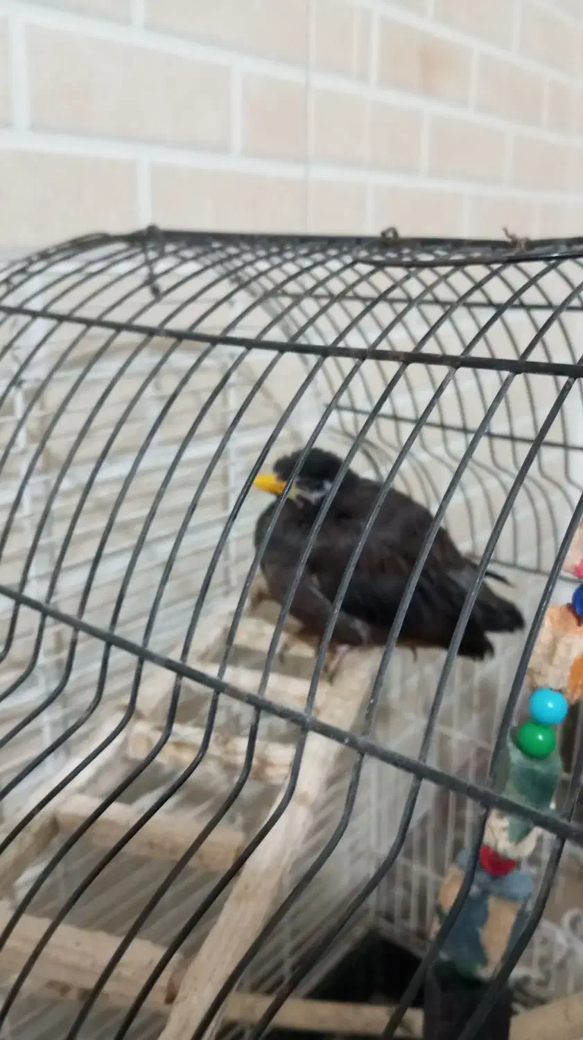 مرغ مینا ۳ماهه|پرنده|کرج, شعبانآباد|دیوار