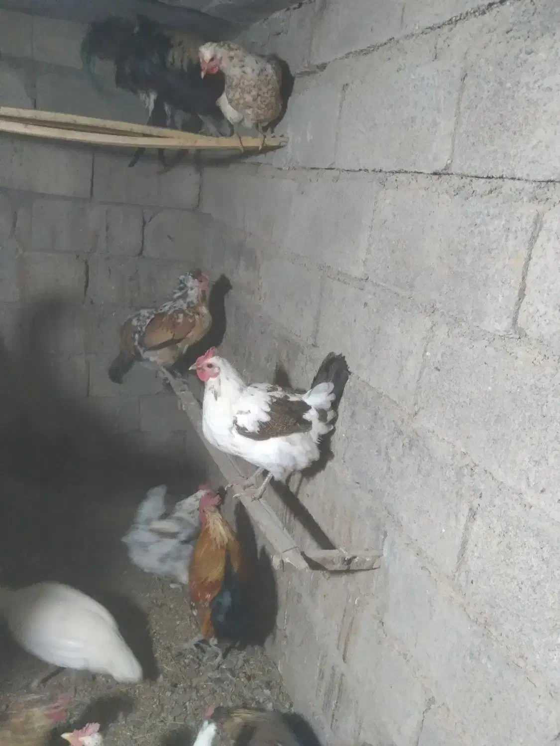 مرغ و خروس گلین لری|حیوانات مزرعه|ویلکیج, |دیوار