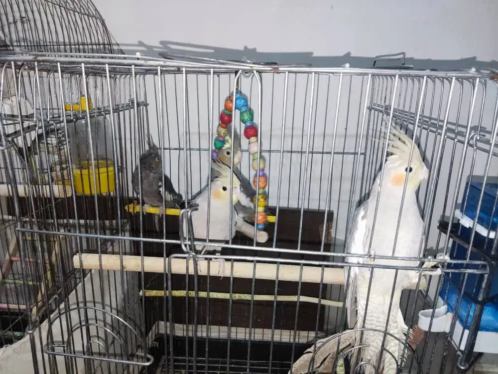 یه جفت عروس هلندی با چهار جوجه ۵ شش ماهه|پرنده|پیشوا, |دیوار