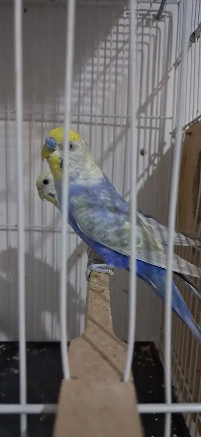 مرغ عشق خاص رینبو خاص رنگین کمانی|پرنده|تهران, سجاد|دیوار