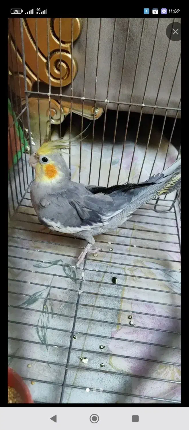 عروس هلندی|پرنده|مراغه, |دیوار