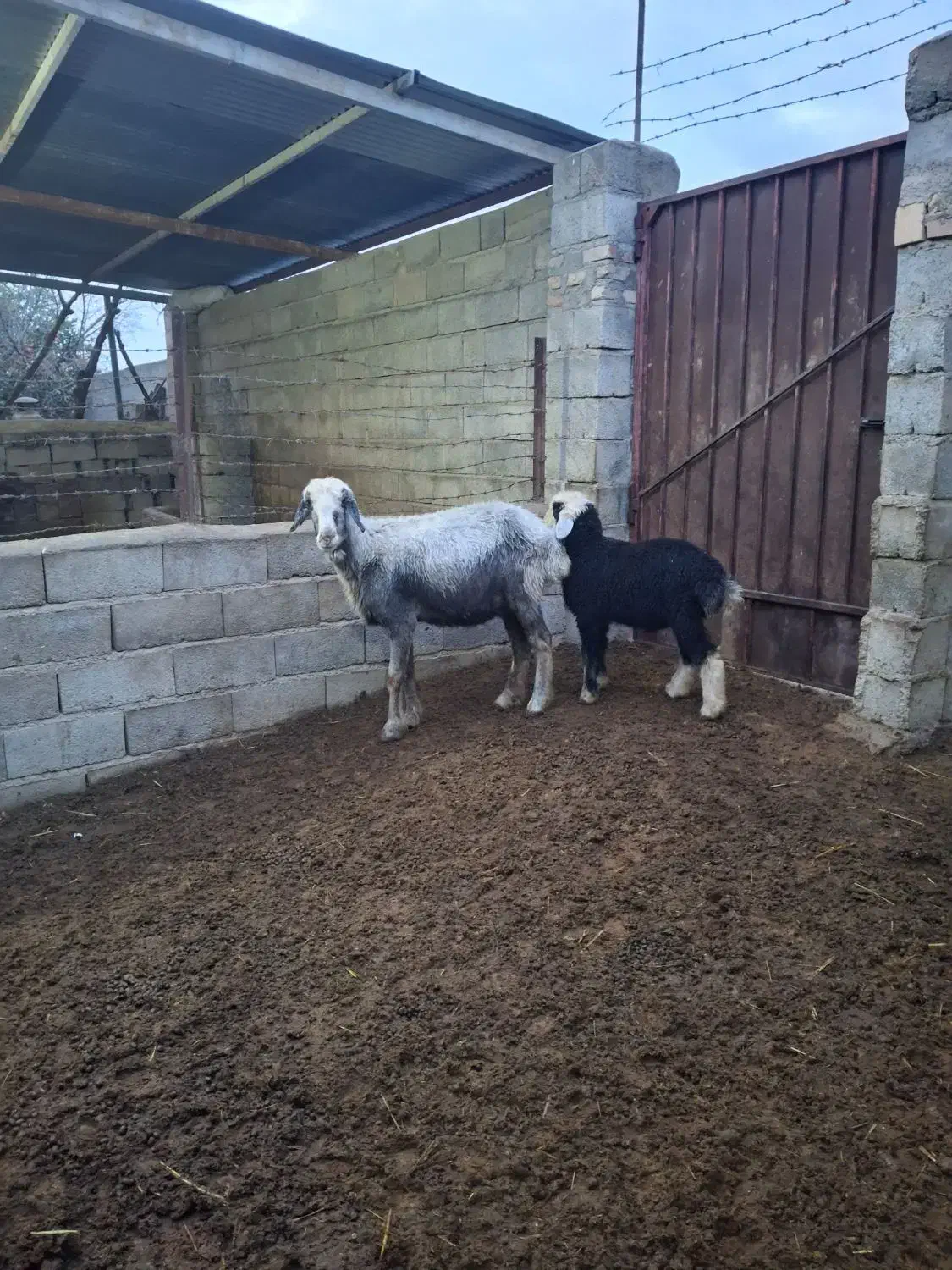 گوسفند جوان بره دار با بره نر|حیوانات مزرعه|گنبد کاووس, |دیوار