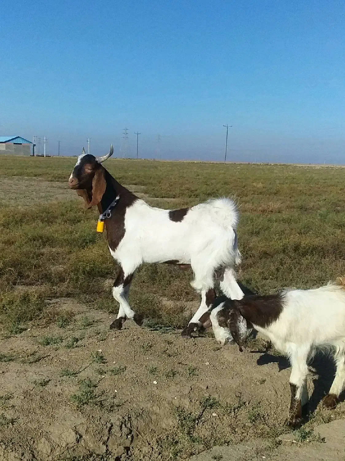 نر و مآده میباشند یک جفت|حیوانات مزرعه|گنبد کاووس, |دیوار