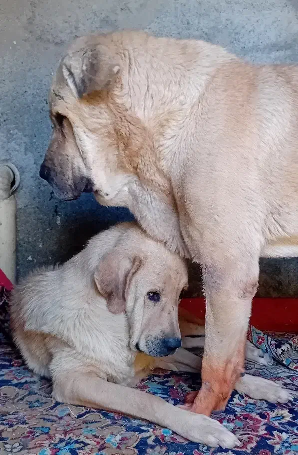 سگ پژدر|سگ|سنندج, |دیوار