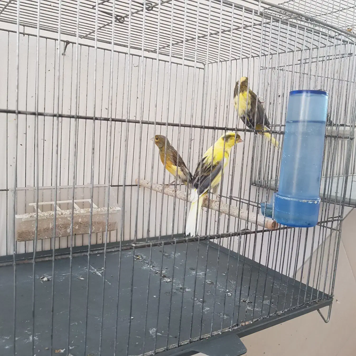 قناری|پرنده|شیراز, شریف‌آباد|دیوار