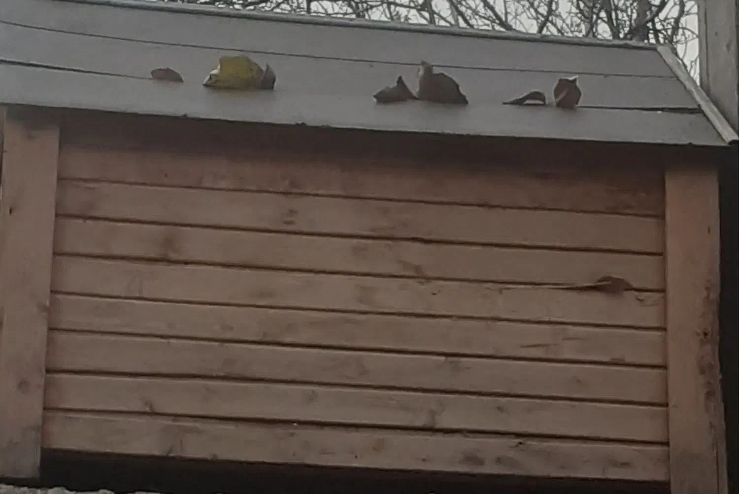 خانه سگ چوبی|لوازم جانبی حیوانات|دماوند, گیلاوند|دیوار