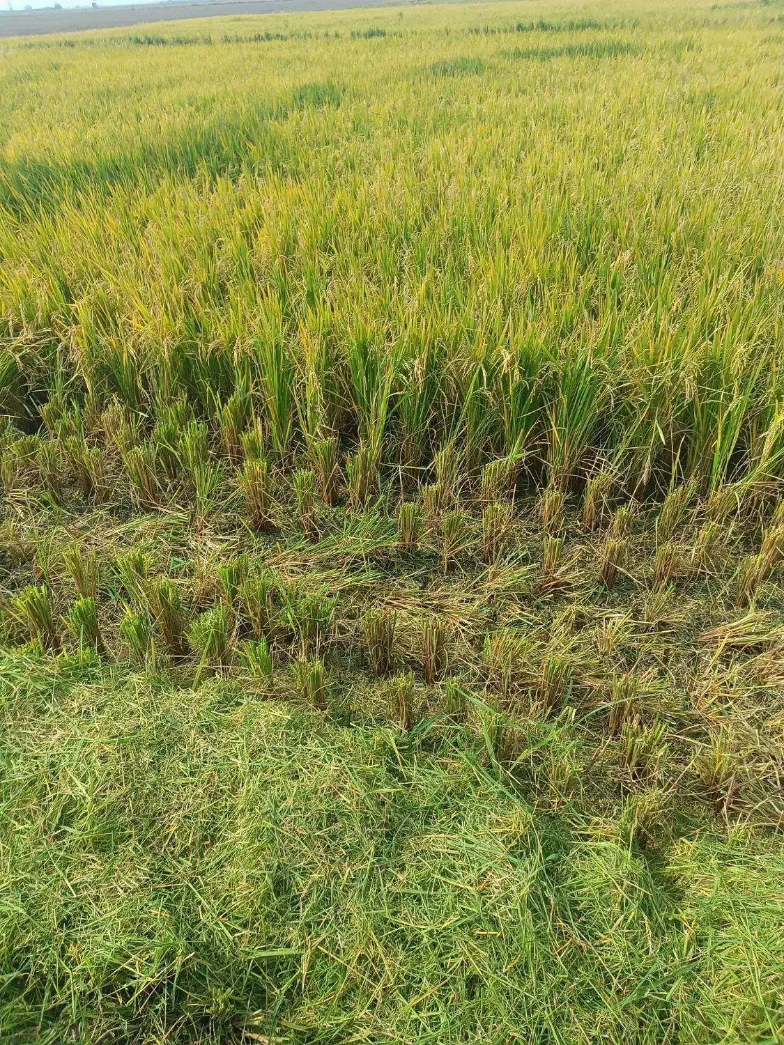 برنج ندا|عمده‌فروشی|آق قلا, |دیوار