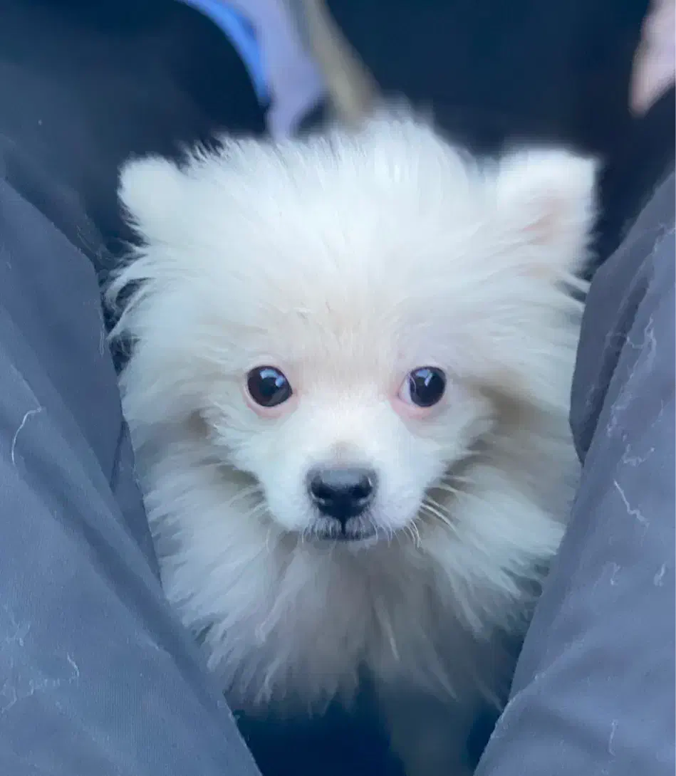 سگ پامر سفید ۶ ماهه|سگ|سبزوار, قائم|دیوار