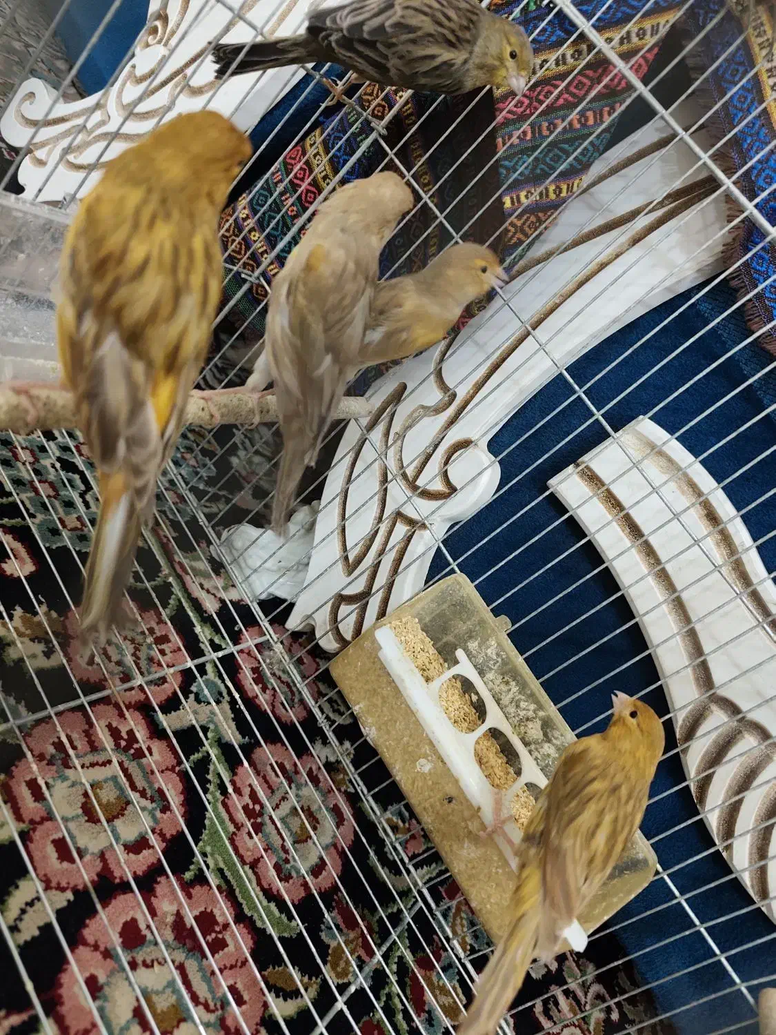 تعدادی قناری نر جوان|پرنده|کرمان, |دیوار