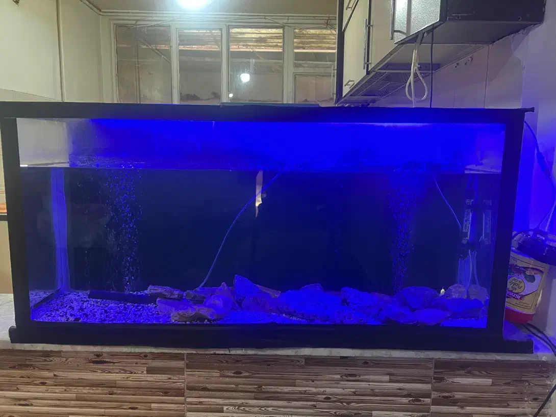 آکواریوم سالم با لوازم|ماهی|فردیس, شهرک ۱۱۰|دیوار