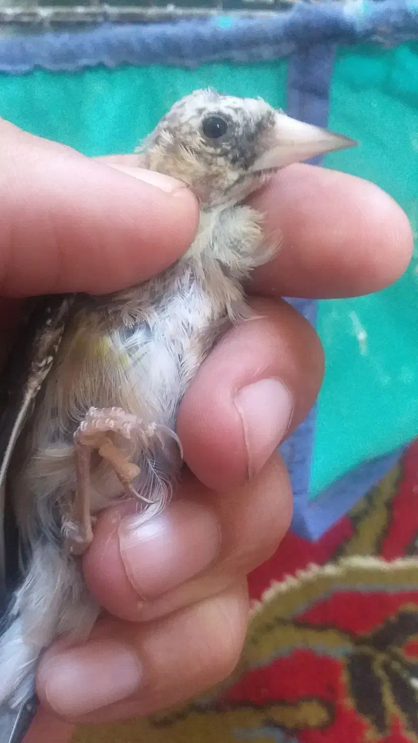 چهارعددجوجه سهره متولدقفس(تک فروشی ندارم)|پرنده|کرمانشاه, |دیوار