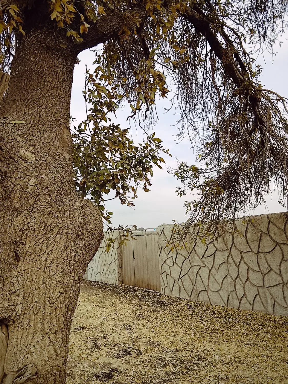 باغ چهار دیواری/ چسب امکانات/ ریشه دار|فروش زمین و ملک کلنگی|شهریار, اصیل آباد|دیوار