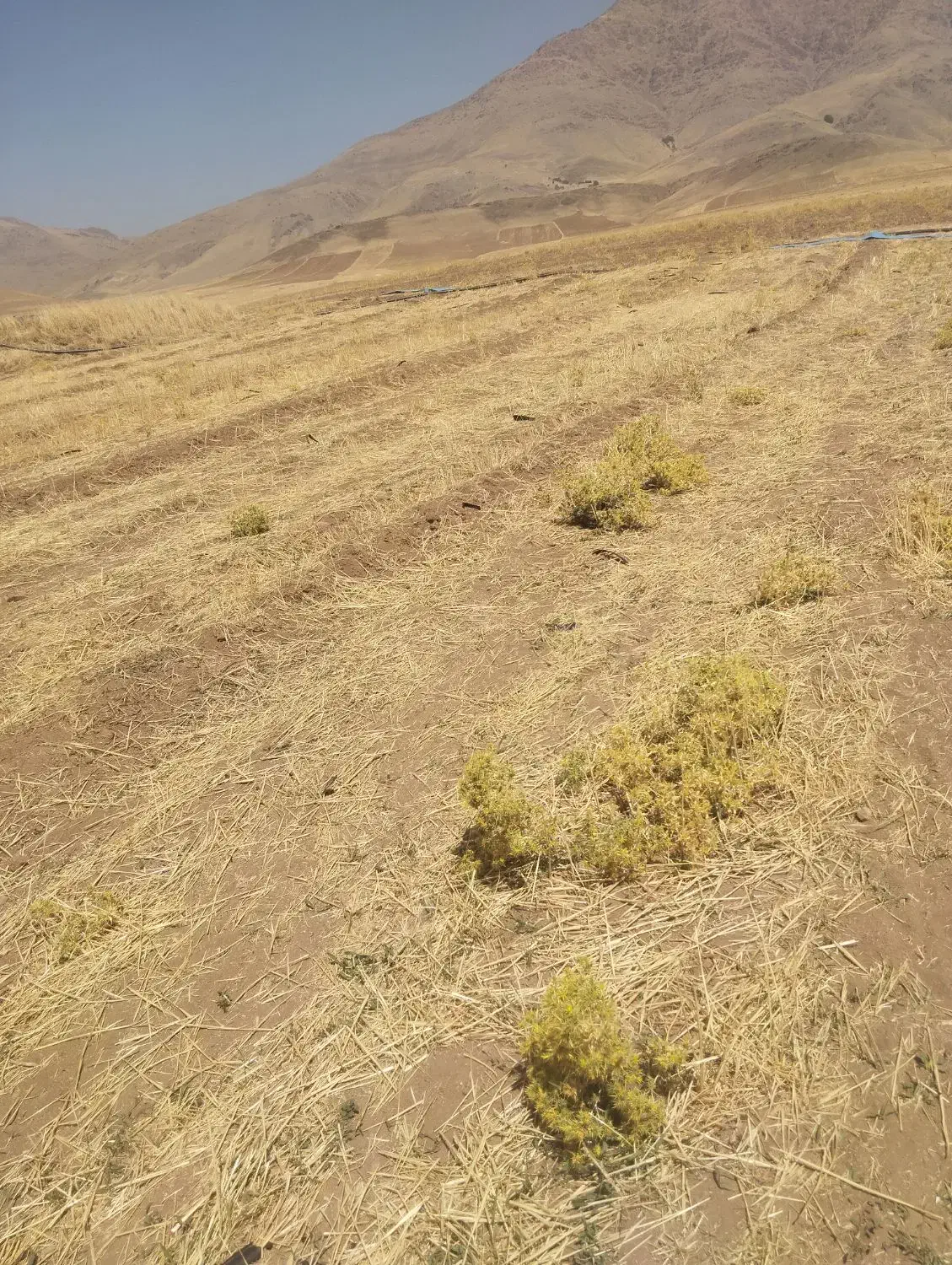 زمین مرغوب نزدیک روستاوچسپیده به جاده اصلی|فروش زمین و ملک کلنگی|دینور, |دیوار