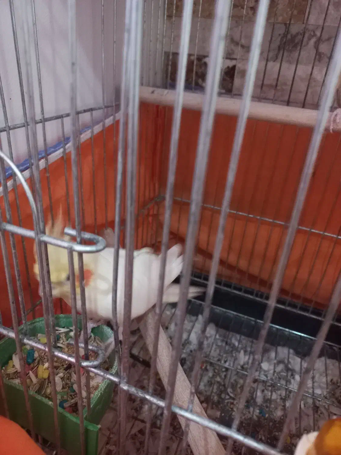 عروس هلندی|پرنده|کرج, حصارک بالا|دیوار