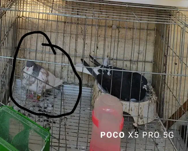 کبوتر پریده گمشده|حیوانات|بندرعباس, |دیوار