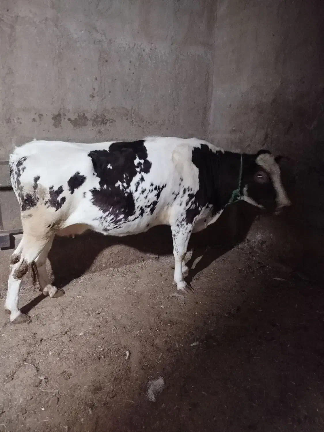 تلیسه شکم اول چاق درجه یک بی شکم|حیوانات مزرعه|تاکستان, |دیوار