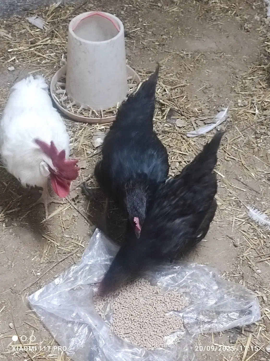 مرغ سیاه|حیوانات مزرعه|مهاجران, |دیوار