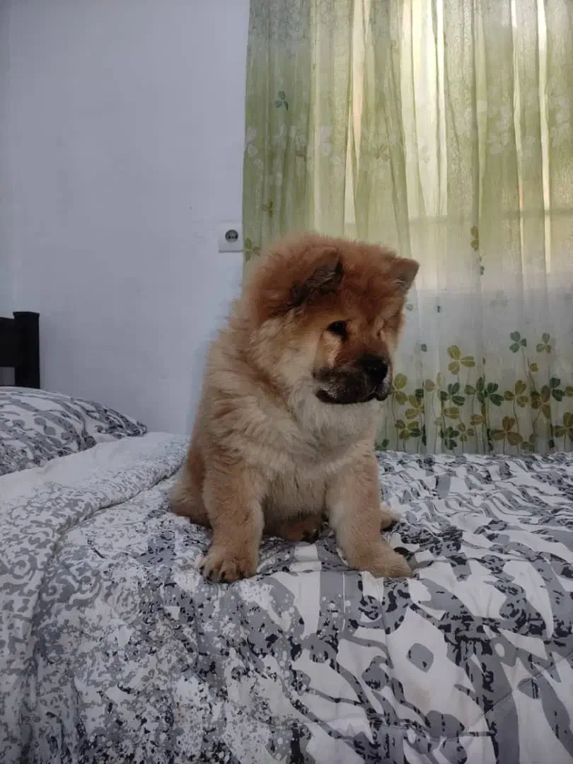 توله سه ماهه روزه چاوچاو اصیل وارداتی|سگ|تهران, خرمشهر|دیوار