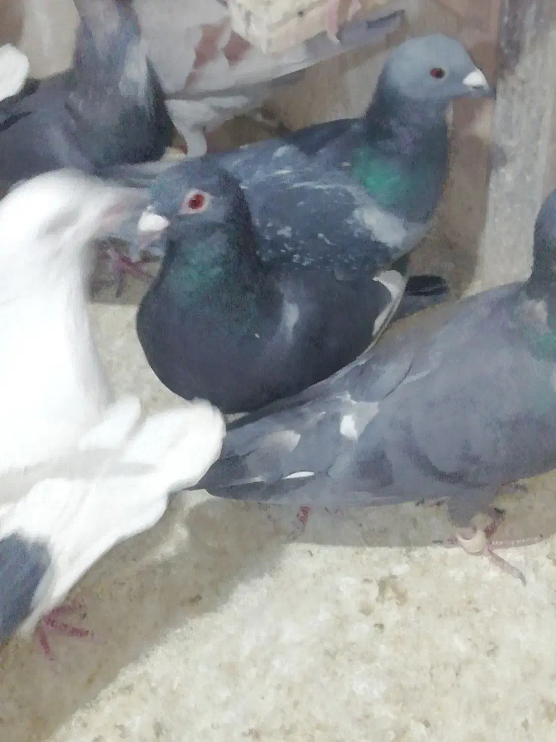 کبوتر دورگ پلاکی|پرنده|شیراز, کاراندیش|دیوار