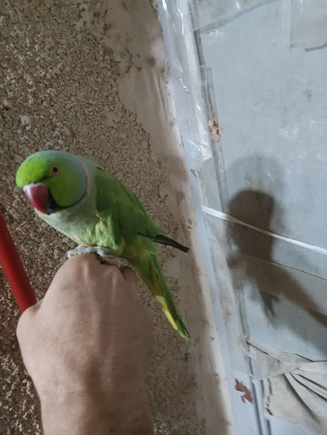 طوطی ملنگو|پرنده|بیرجند, |دیوار