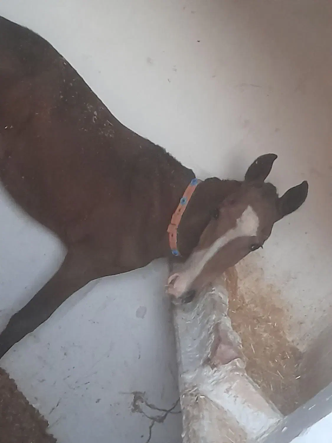 سلام کره اسب عرب به فروش میرسد بخاطر بی جای..|حیوانات مزرعه|هلیلان, |دیوار