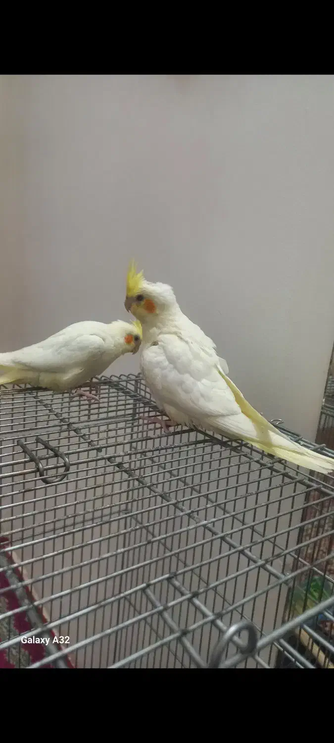 عروس هلندی جوجه|پرنده|فلاورجان, |دیوار