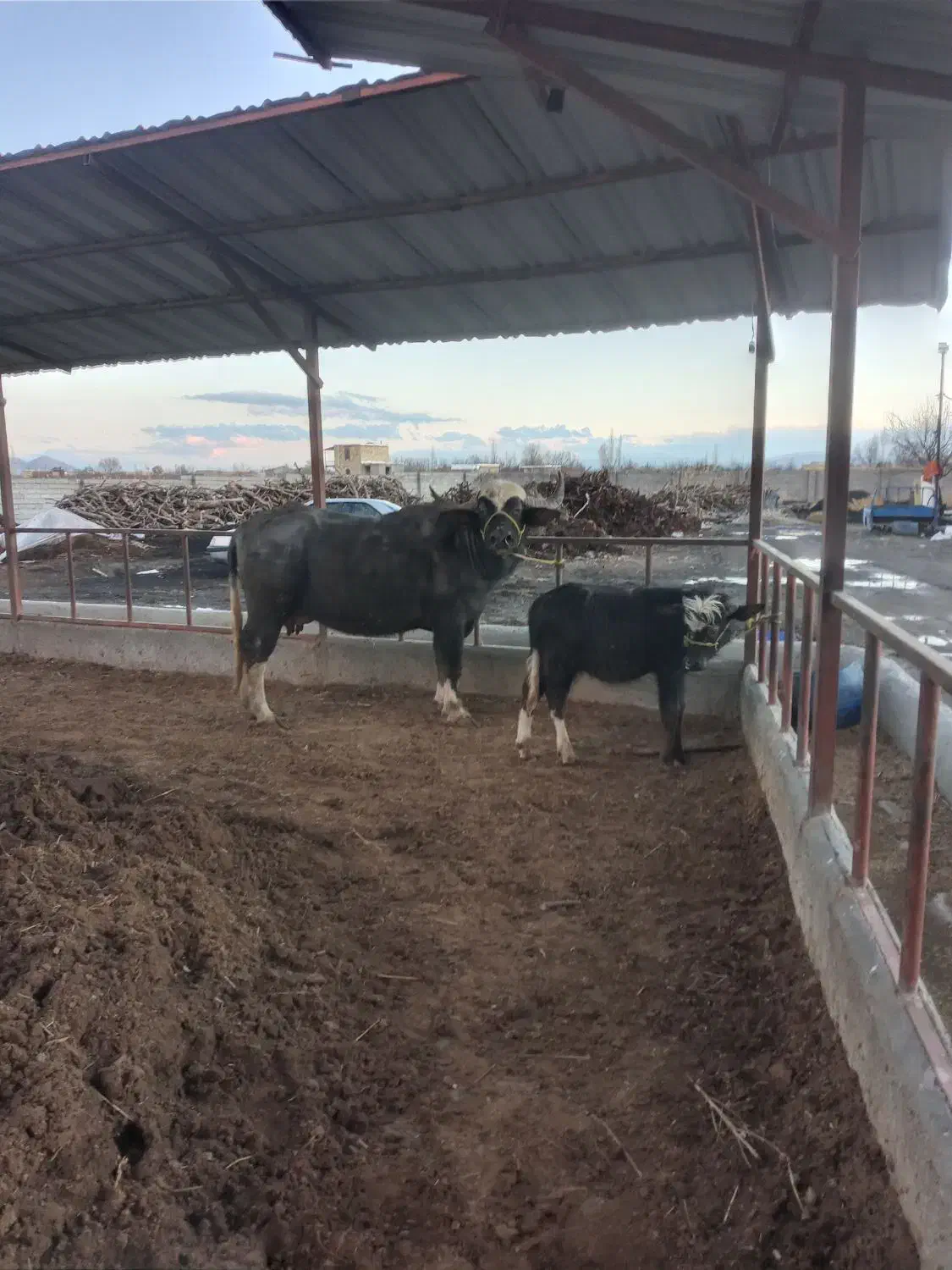 گاومیش|حیوانات مزرعه|نوشین شهر, |دیوار