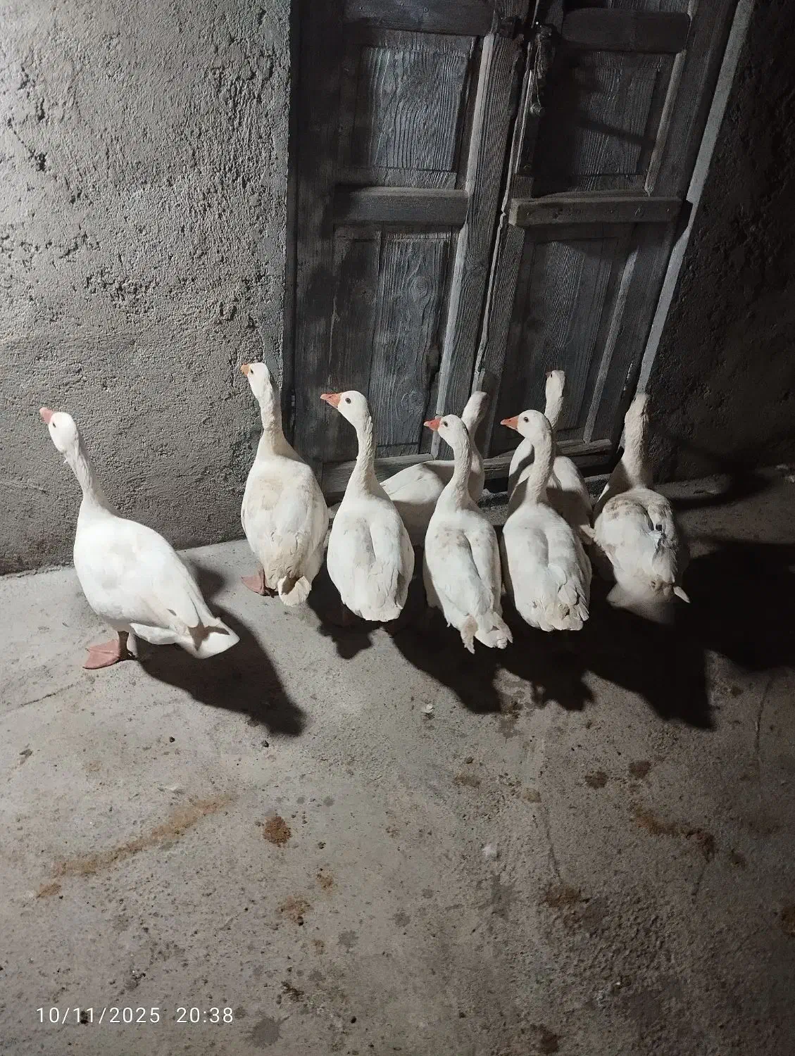 ۸عدد غاز محلی جوان|حیوانات مزرعه|سیمین شهر, |دیوار