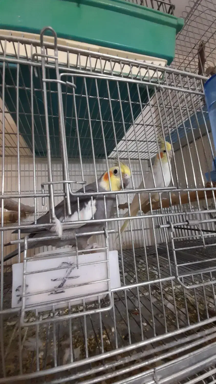 مولد صد درصد تضمینی رام و سخنگو|پرنده|پردیس, فاز ۱۱|دیوار