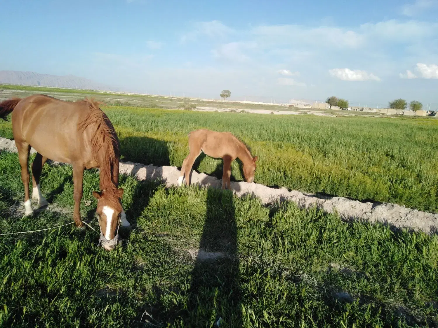 اسب|اسب و تجهیزات اسب‌سواری|لیردف, |دیوار