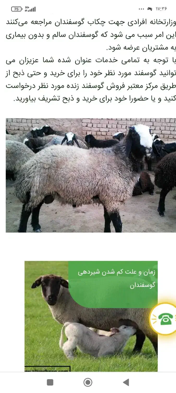 قصاب حرفه ای در نسیم شهر|خدمات پیشه و مهارت|نسیم‌شهر, |دیوار