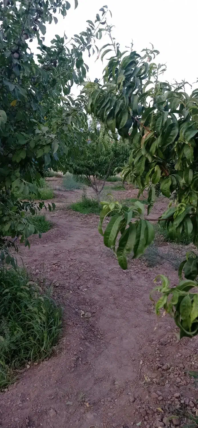 باغی بمساحت200متردرنیشابورروستای سعیداباد|فروش دفتر صنعتی، کشاورزی، تجاری|نیشابور, فضل|دیوار