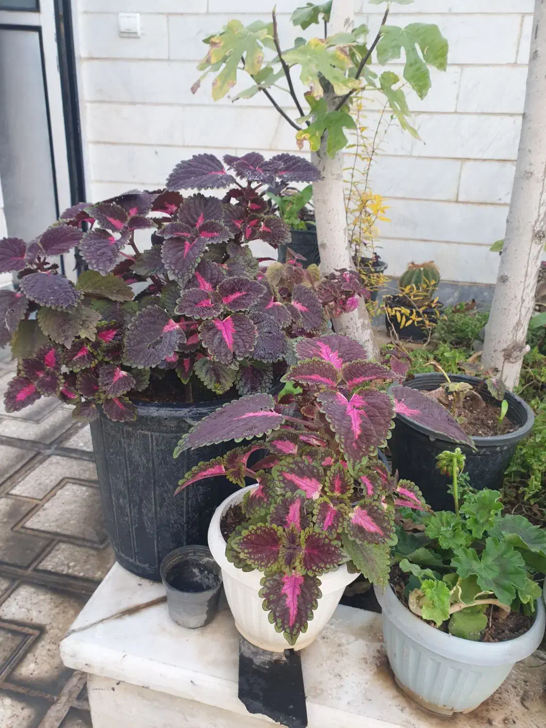 گل حسن یوسف فقط ۱۰۰|گل و گیاه طبیعی|سمنان, |دیوار