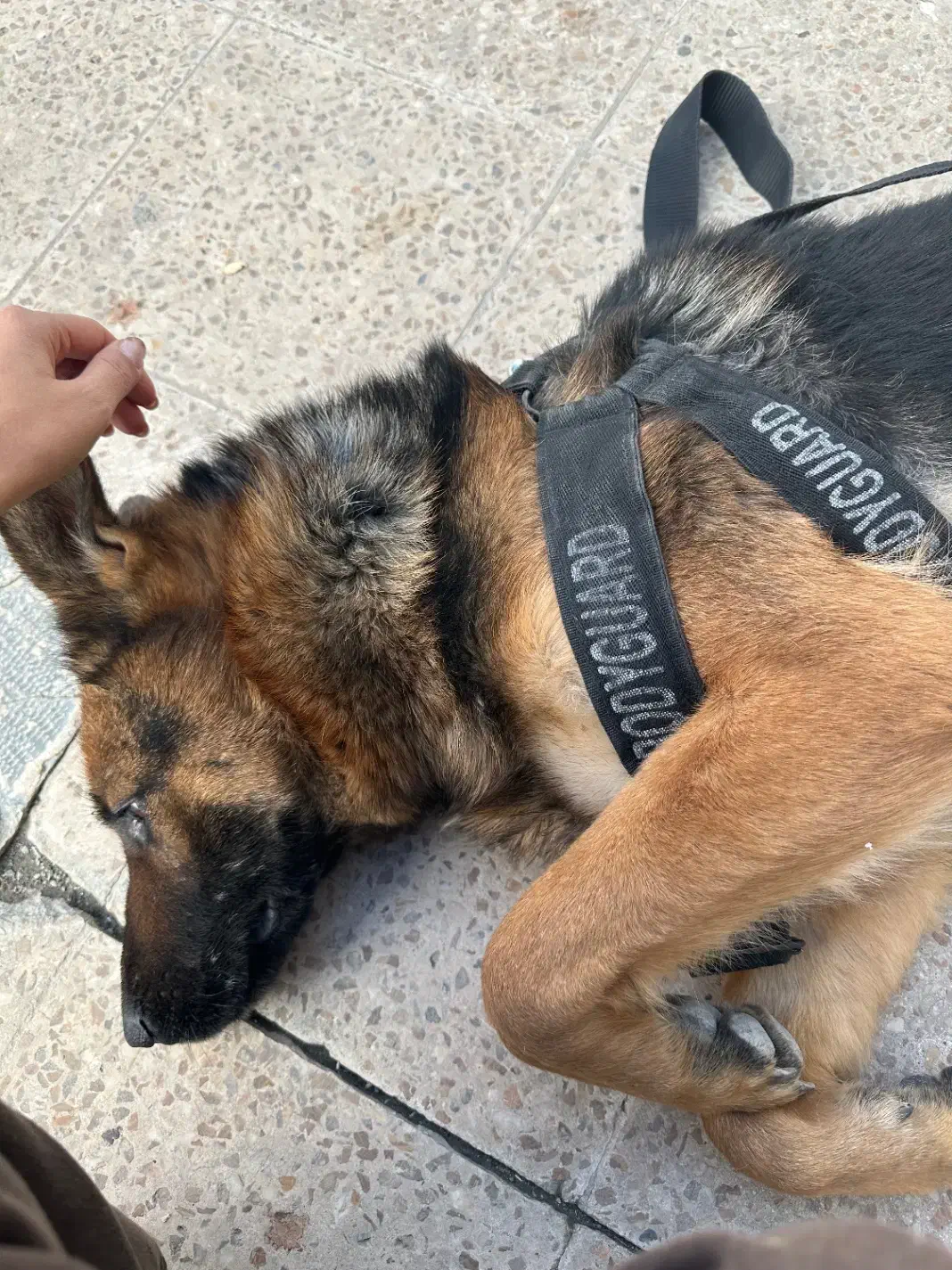 یک قلاده سگ ژرمن پبدا شده|سگ|کرمانشاه, |دیوار