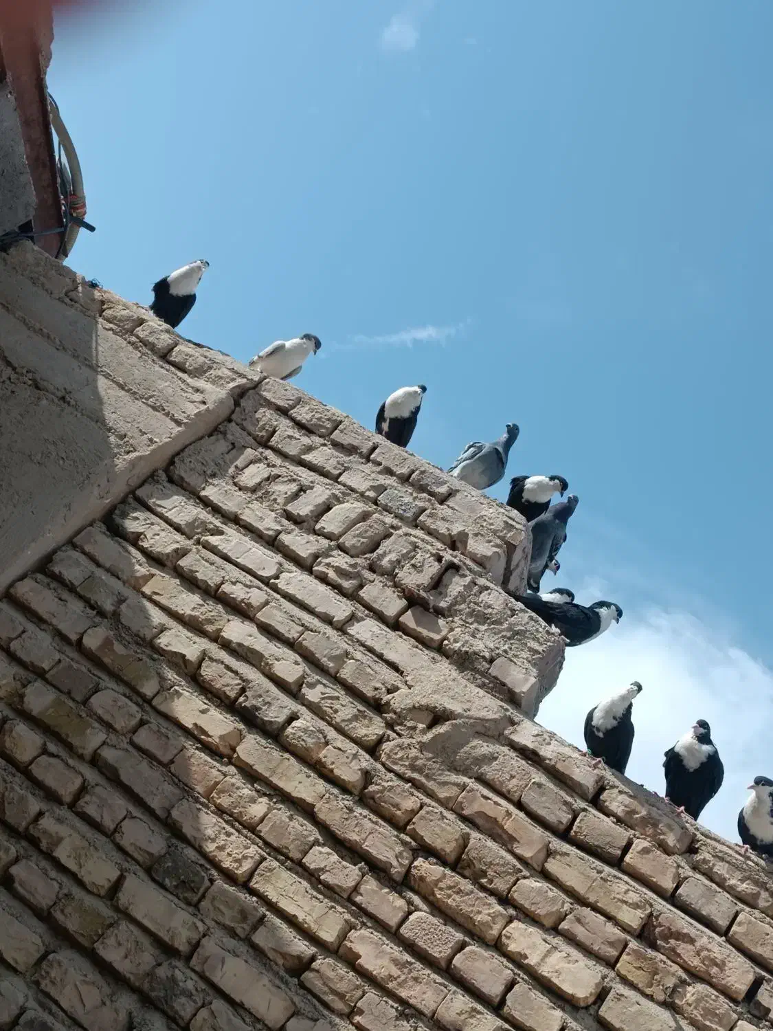 نرماده ریش سیاواکسی|پرنده|هامون, |دیوار