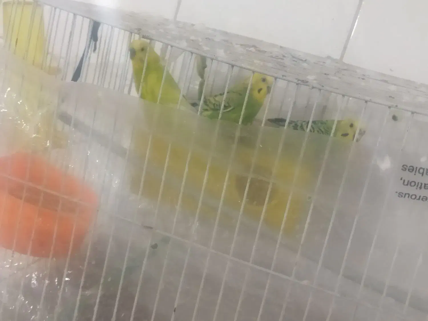 مرغ عشق|پرنده|بیرجند, |دیوار